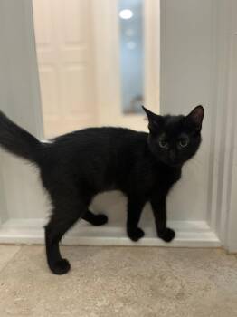 Rolo -  Domestic Short Hair Cat for Adoption in Hilton Head Island, South Carolina - Rolo | PetCurious