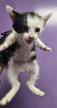 Domestic Short Hair Cats Available for Adoption in El Paso, Texas - Harry Potter* | PetCurious