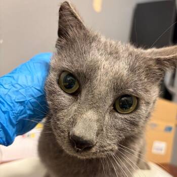 Domestic Medium Hair Cats Available for Adoption - Tikki | PetCurious