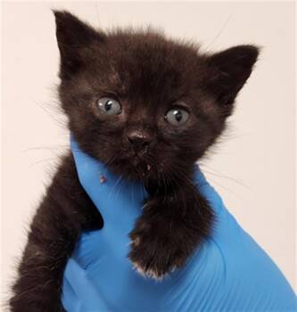 Domestic Short Hair Cats Available for Adoption - A2474709 | PetCurious