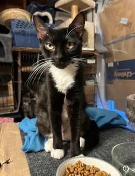 Tess -  Domestic Short Hair Cat for Adoption in New York, New York - Tess | PetCurious