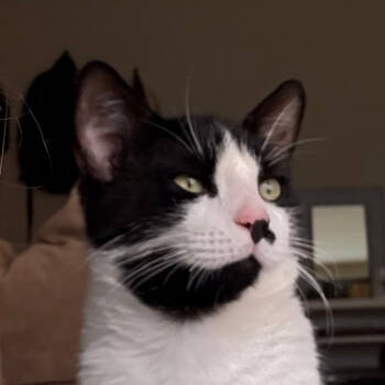 Rescue Domestic Short Hair Cats for Adoption in Merrifield, Virginia - Milo Miquelot (bonded W/Mate Miquelot) | PetCurious