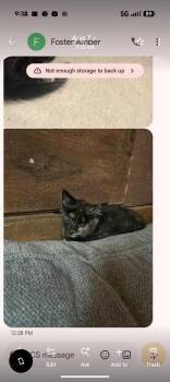 ellie -  Domestic Short Hair Cat for Adoption in Breinigsville, Pennsylvania - Ellie | PetCurious