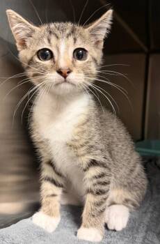 Foodie (Petco) -  Domestic Short Hair Cat for Adoption in Ocala, Florida - Foodie (Petco) | PetCurious