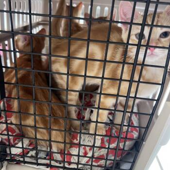 Domestic Short Hair Cats Available for Adoption in Ojai, California - Micki | PetCurious