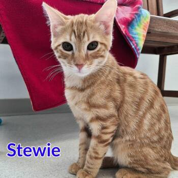 Stewie -  Domestic Short Hair Cat for Adoption in North Saint Paul, Minnesota - Stewie | PetCurious