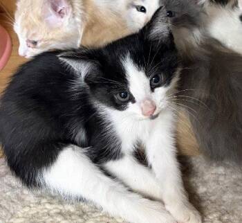 Tango -  Domestic Short Hair Cat for Adoption in White Bluff, Tennessee - Tango | PetCurious