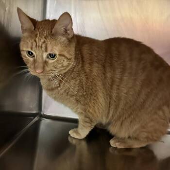 Cheddar -  Domestic Short Hair Cat for Adoption in Chattanooga, Tennessee - Cheddar | PetCurious