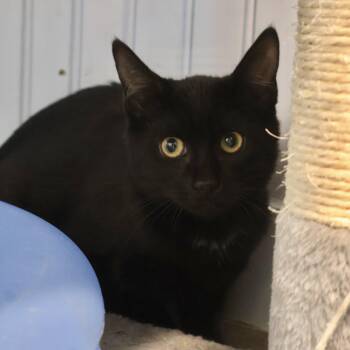 Rescue Domestic Short Hair Cats for Adoption in Briarcliff Manor, New York - Clara Bow | PetCurious