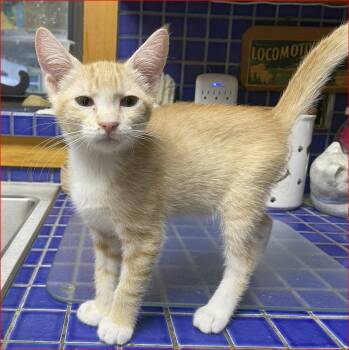 Molly -  Tabby Cat for Adoption in Lockhart, Florida - Molly | PetCurious