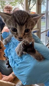PATRICIA -  Domestic Short Hair Cat for Adoption in San Antonio, Texas - PATRICIA | PetCurious