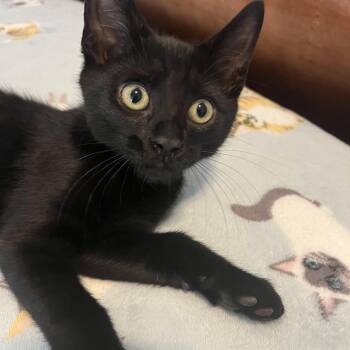 Espresso -  Domestic Short Hair Cat for Adoption in Duluth, Georgia - Espresso | PetCurious
