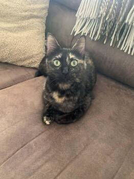 Domestic Short Hair Cats Available for Adoption - Mandi | PetCurious