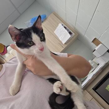 Munchkin -  Domestic Short Hair Cat for Adoption in Chattanooga, Tennessee - Munchkin | PetCurious