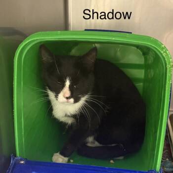 Domestic Short Hair Cats Available for Adoption in Windsor, Virginia - Shadow | PetCurious