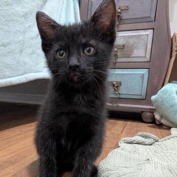 Domestic Short Hair Cats Available for Adoption - Ilya | PetCurious