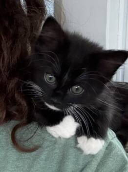 Tuna -  Domestic Medium Hair Cat for Adoption in Pittsboro, North Carolina - Tuna | PetCurious
