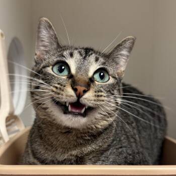 Domestic Short Hair Cats Available for Adoption in South Elgin, Illinois - Brownie | PetCurious
