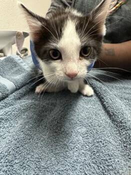 Domestic Medium Hair Cats Available for Adoption in Sacramento, California - Boot | PetCurious