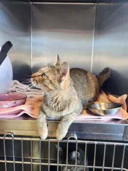 Rescue Domestic Short Hair Cats for Adoption in Brookings, South Dakota - Amtrack | PetCurious