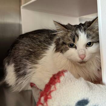 Domestic Medium Hair Cats Available for Adoption in Cedaredge, Colorado - Penny | PetCurious