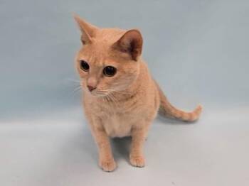 Ruby -  Domestic Short Hair Cat for Adoption in Minneapolis, Minnesota - Ruby | PetCurious