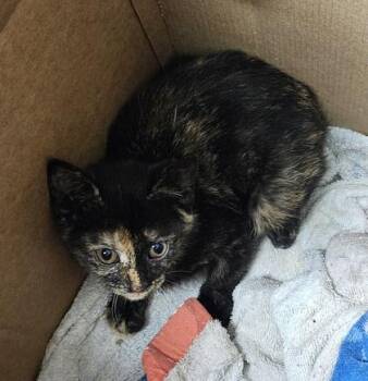 Waffles -  Domestic Short Hair Cat for Adoption in Chamblee, Georgia - Waffles | PetCurious