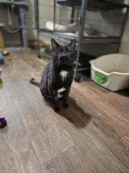 Pancake -  Domestic Short Hair Cat for Adoption in Spencerville, Ontario - Pancake | PetCurious