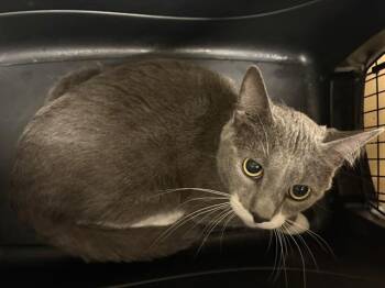 TJ -  Domestic Short Hair Cat for Adoption in Minneapolis, Minnesota - TJ | PetCurious