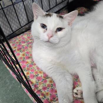 Cherry Cake -  Domestic Short Hair Cat for Adoption in Mokena, Illinois - Cherry Cake | PetCurious