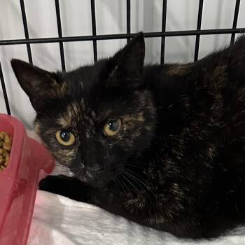 Domestic Short Hair Cats Available for Adoption in Corbin, Kentucky - Freya | PetCurious