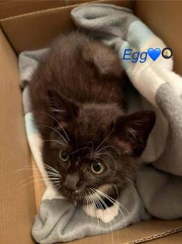 Egg -  Domestic Short Hair Cat for Adoption in Virginia Beach, Virginia - Egg | PetCurious