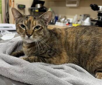A071805 -  Domestic Short Hair Cat for Adoption in Aliquippa, Pennsylvania - A071805 | PetCurious