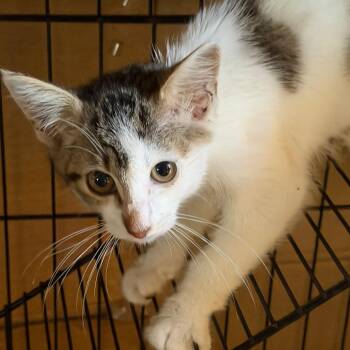Tony -  American Shorthair Cat for Adoption in Mount Vernon, Arkansas - Tony | PetCurious