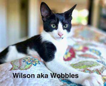 Wilson (aka Wobbles) -  Tuxedo Cat for Adoption - Wilson (aka Wobbles) | PetCurious