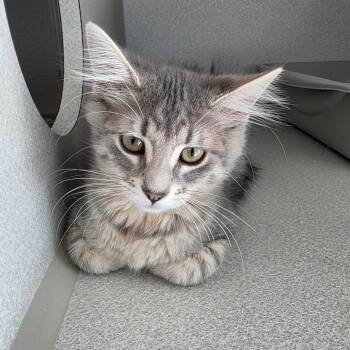 Broggli -  Domestic Long Hair Cat for Adoption in Davenport, Iowa - Broggli | PetCurious