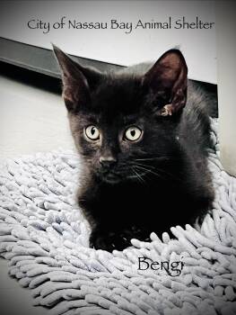 F27-26 Bengi -  Domestic Short Hair Cat for Adoption in Houston, Texas - F27-26 Bengi | PetCurious