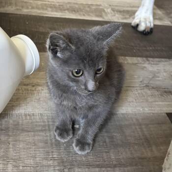 Norway -  Russian Blue Cat for Adoption in Bentonville, Arkansas - Norway | PetCurious