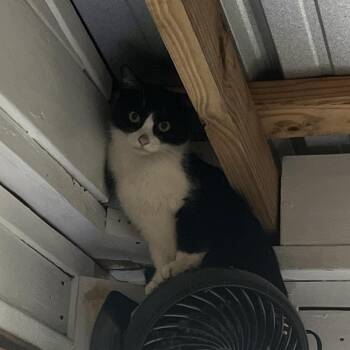 Moonpie -  Domestic Short Hair Cat for Adoption in Santa Rosa Beach, Florida - Moonpie | PetCurious