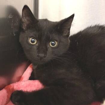 Duck -  Domestic Short Hair Cat for Adoption in Marshall, Virginia - Duck | PetCurious