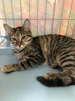 Precious -  Domestic Short Hair Cat for Adoption in Gainesville, Florida - Precious | PetCurious