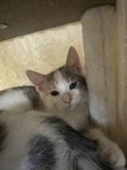 Koala -  Domestic Short Hair Cat for Adoption in Manitowoc, Wisconsin - Koala | PetCurious