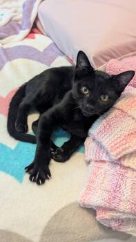 Agatha our love - A perfect kitten for all families - VIDEOS - C -  Bombay Cat for Adoption in Bedford Hills, New York - Agatha Our Love - A Perfect Kitten For All Families - VIDEOS - C | PetCurious
