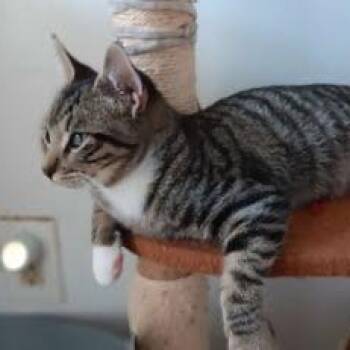 Domino -  Tabby and Domestic Short Hair Cat for Adoption in Sacramento, California - Domino | PetCurious