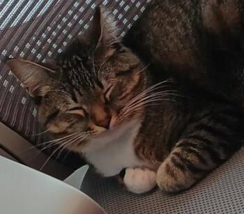 Domestic Short Hair Cats Available for Adoption in Kansas City, Missouri - Pipoca | PetCurious