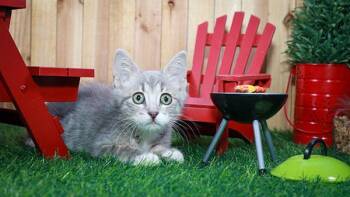 Baby Yoda -  Domestic Short Hair Cat for Adoption in Lucas, Texas - Baby Yoda | PetCurious
