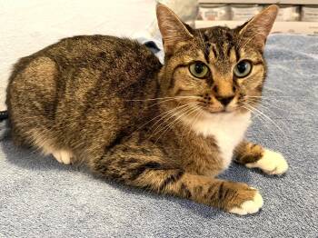 Mikki -  Tabby Cat for Adoption in Beach Park, Illinois - Mikki | PetCurious