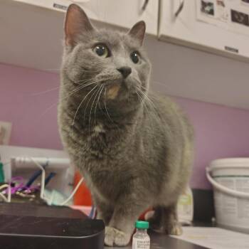 daisy chain -  Domestic Medium Hair Cat for Adoption in West Des Moines, Iowa - Daisy Chain | PetCurious