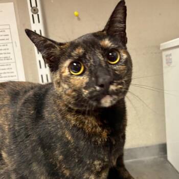 Domestic Short Hair Cats Available for Adoption - Karma | PetCurious