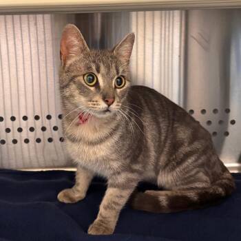 Domestic Short Hair Cats Available for Adoption in Norman, Oklahoma - Dalphenia | PetCurious